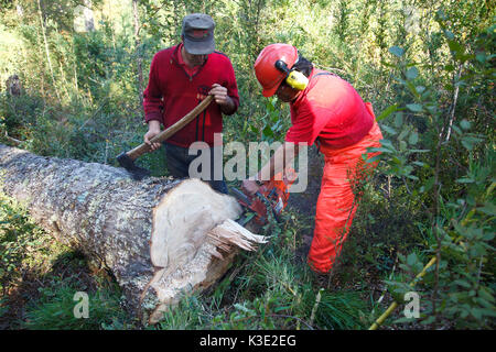 Le Chili, Santiago, Araucania, Mapuche, le commerce équitable, les petits propriétaires forestiers, bois, arbre, abattre, Banque D'Images