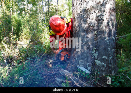 Le Chili, Santiago, Araucania, Mapuche, le commerce équitable, les petits propriétaires forestiers, bois, arbre, abattre, Banque D'Images