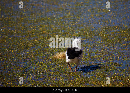 Le Chili, le Nord, les hautes terres andines, Andes, canard Banque D'Images