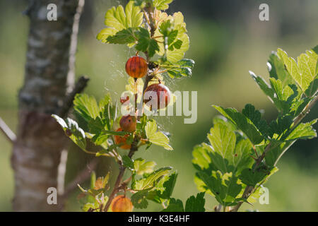 Groseilles rouges frais sur une branche de gooseberry bush. Banque D'Images