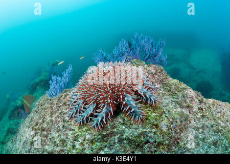 La couronne d'épines dans le corail, étoile de mer Acanthaster planci, parc national de cabo pulmo, Baja California Sur, Mexique Banque D'Images