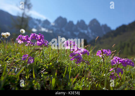 La farine primrose au Alpes de Stubai, dans le Tyrol Banque D'Images