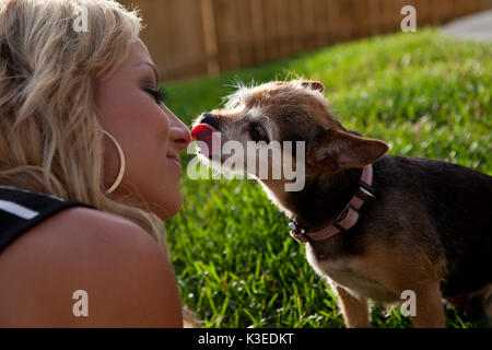 Femme blonde et chihuahua / une femme blonde embrassé par son animal de compagnie chihuahua chien. Banque D'Images