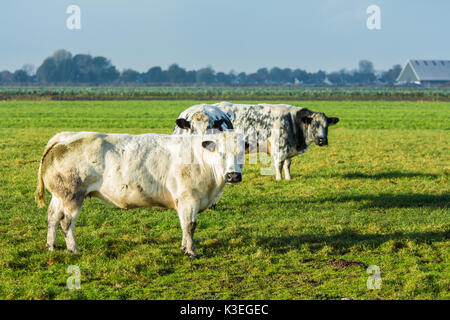 La Hollande du Nord, Pays-Bas - le 5 novembre 2016 : Néerlandais vaches dans un champ d'herbe Banque D'Images