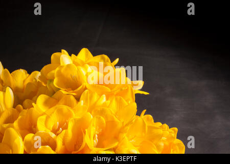 Freesias jaunes sur fond sombre Banque D'Images