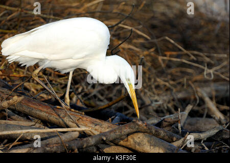 Aigrette à la fin de l'hiver, à la recherche de nourriture sur un castor's lodge à l'Altmuehlsee (lac), franc, Allemagne Banque D'Images