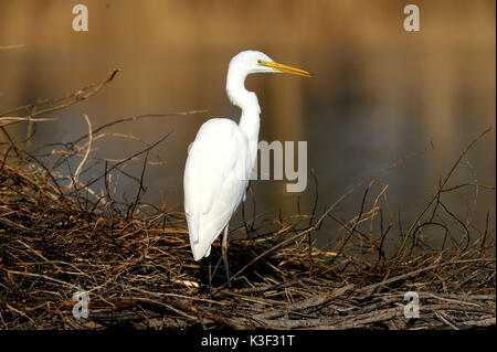 Aigrette à la fin de l'hiver, à la recherche de nourriture sur un castor's lodge à l'Altmuehlsee (lac), franc, Allemagne Banque D'Images