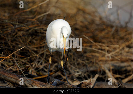 Aigrette à la fin de l'hiver, à la recherche de nourriture sur un castor's lodge à l'Altmuehlsee (lac), franc, Allemagne Banque D'Images