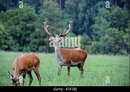 Red Deer sur Début d'été à Forest Glade Banque D'Images