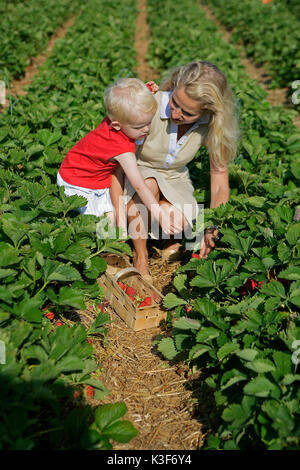 Mère et fils cueillir des fraises Banque D'Images