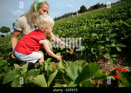 Mère et fils cueillir des fraises Banque D'Images