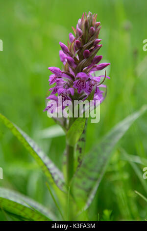 Vaste, Dactylorhiza majalis orchis à feuilles Banque D'Images