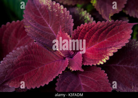 Coleus rouge (Solenostemon sp.) Usine Banque D'Images