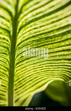 Portrait of Canna 'usine' tigre du Bengale Banque D'Images