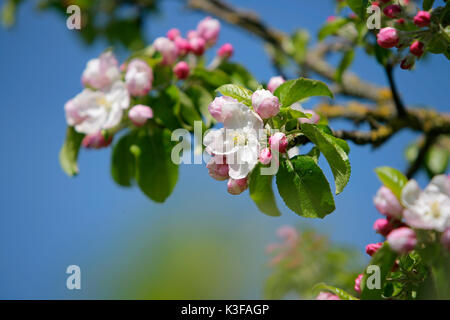 Apple Blossoms Banque D'Images
