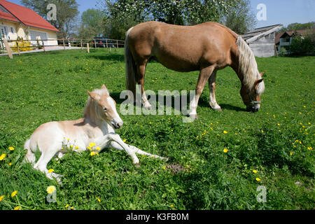 Près de chevaux poulain sur l'Alpage Banque D'Images