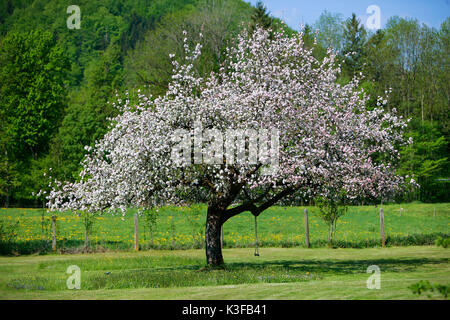 Pommier en fleurs Banque D'Images