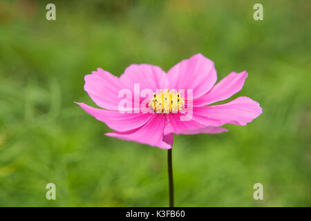 Schmuckkörbchen bipinnata Cosmea (Rose) Banque D'Images