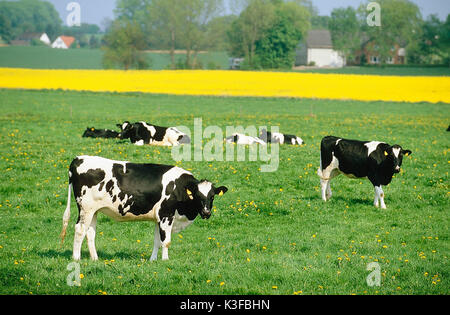 Les vaches sur l'Alpage Banque D'Images