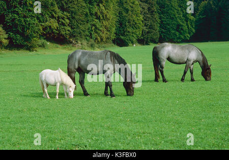 Les chevaux au pâturage Banque D'Images