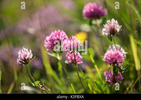 Clover au printemps prairie au alpes Banque D'Images