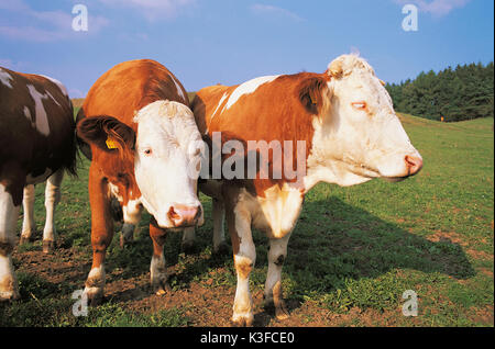 Les vaches sur l'Alpage Banque D'Images