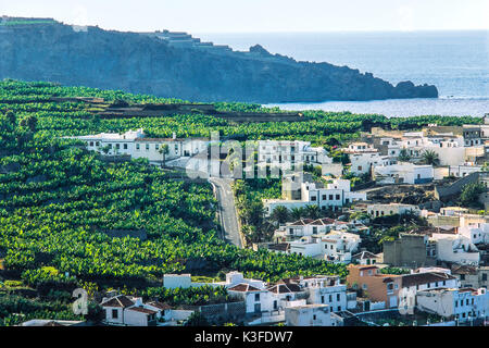 Les plantations de banane Tenerife Banque D'Images