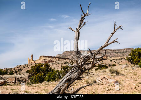 Le Chimney Rock vu à travers les branches d'arbres séchées à ghost ranch, abiquiu, New Mexico, USA Banque D'Images