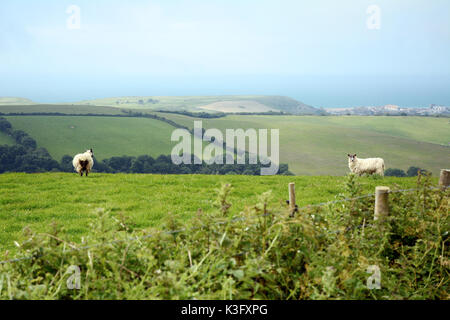 Deux moutons sur une colline surplombant la Manche, partie d'un plus grand troupeau sur les bords de Bridport, Dorset, dans le sud de l'Angleterre, Grande-Bretagne. Banque D'Images