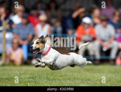 Dorchester, Dorset, UK. 09Th sep 2017. chien terrier racing divertit les foules : crédit finnbarr webster/Alamy live news Banque D'Images