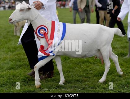 Dorchester, Dorset, UK. 09Th sep 2017. crédit : chèvre champion finnbarr webster/Alamy live news Banque D'Images