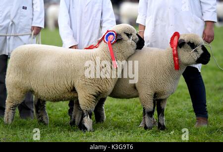 Dorchester, Dorset, UK. 09Th sep 2017. haut crédit : moutons finnbarr webster/Alamy live news Banque D'Images