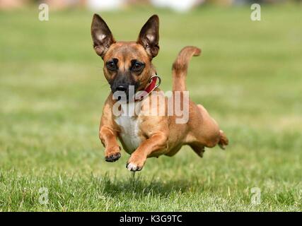 Dorchester, Dorset, UK. 09Th sep 2017. chien terrier racing divertit les foules : crédit finnbarr webster/Alamy live news Banque D'Images