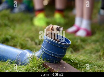 Dorchester, Dorset, UK. 09Th sep 2017. crédit : course de furets finnbarr webster/Alamy live news Banque D'Images