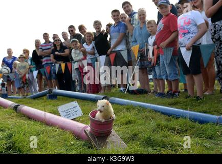 Dorchester, Dorset, UK. 09Th sep 2017. crédit : course de furets finnbarr webster/Alamy live news Banque D'Images