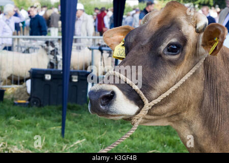 Jersey bovins à showground Banque D'Images