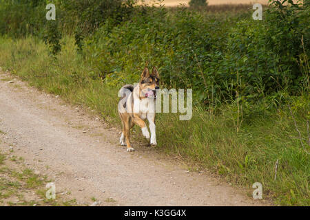 Un loup comme chien de chasse bénéficiant de temps libre dans le domaine. Promenade de chien à la campagne. Banque D'Images