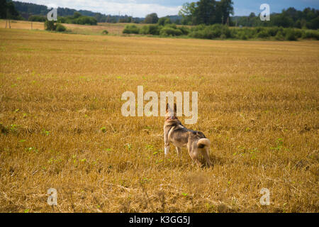 Un loup comme chien de chasse bénéficiant de temps libre dans le domaine. Promenade de chien à la campagne. Banque D'Images