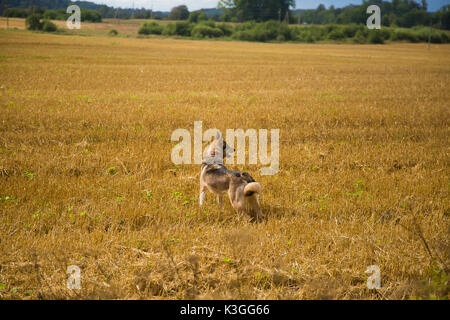 Un loup comme chien de chasse bénéficiant de temps libre dans le domaine. Promenade de chien à la campagne. Banque D'Images