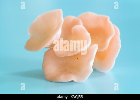 Pleurotus djamor champignons poussent sur fond bleu Banque D'Images