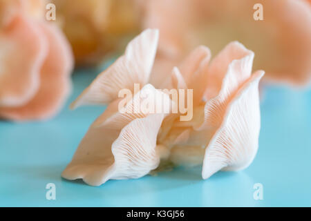 Pleurotus djamor champignons poussent sur fond bleu Banque D'Images