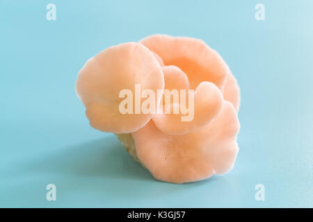 Pleurotus djamor champignons poussent sur fond bleu Banque D'Images