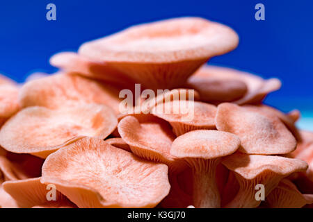 Pleurotus djamor champignons poussent sur le substrat Banque D'Images