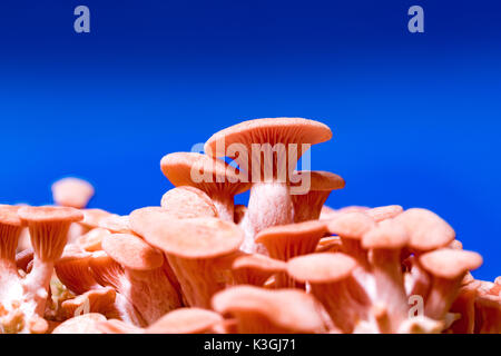 Pleurotus djamor champignons poussent sur le substrat Banque D'Images