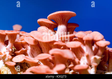 Pleurotus djamor champignons poussent sur le substrat Banque D'Images