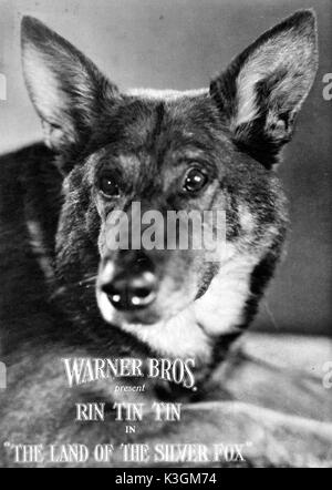 La TERRE DE LA SILVER FOX RIN-TIN-TIN Banque D'Images