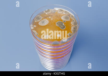 Pile de pétri avec les cultures de micro-organismes, les champignons et les microbes. Une boîte de Petri ( Boîte de Pétri) connu sous le nom de boîte de Pétri ou cell-culture di Banque D'Images