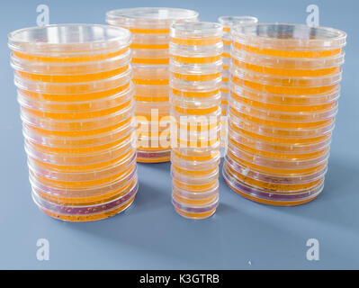 Pile de pétri avec les cultures de micro-organismes, les champignons et les microbes. Une boîte de Petri ( Boîte de Pétri) connu sous le nom de boîte de Pétri ou cell-culture di Banque D'Images