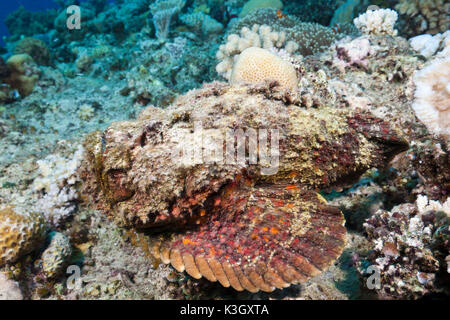 Synanceia verrucosa poisson-pierre, corail, Osprey Reef, Mer de Corail, Australie Banque D'Images