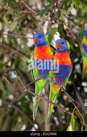 Rainbow Lorikeet, Trichoglossus haematodus moluccanus, Brisbane, Australie Banque D'Images